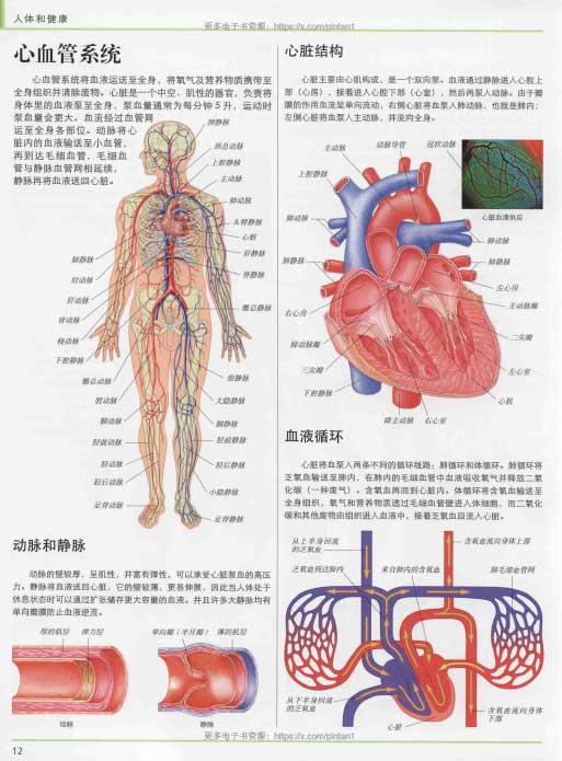 DK家庭医生常见病诊疗手册（第5版）：权威家庭健康顾问/全彩图解日常疾病防治全书 PDF