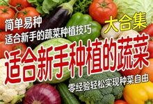 《适合新手种植的蔬菜》视频教程 园艺小白种菜入门 零经验轻松实现种菜自由 MP4