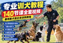 专业训犬教程140节课全套视频 唐伟敏犬道正宗训狗教程 新手养狗必备狗狗训练视频合集